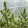 Семена конопли Auto Duck® от Dutch Passion